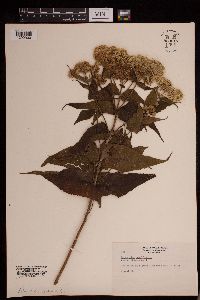 Thumbnail image of current specimen