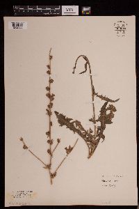 Cichorium intybus image