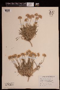 Erigeron poliospermus image
