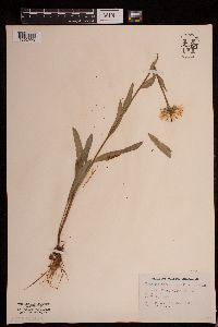 Erigeron peregrinus image
