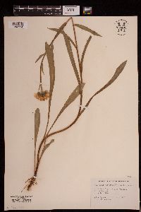 Erigeron peregrinus image