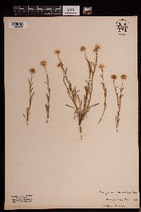 Erigeron glabellus image
