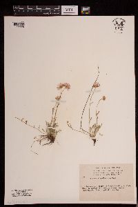 Erigeron flagellaris image