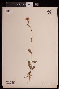 Image of Erigeron pulchellus