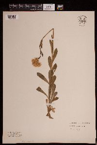 Erigeron pulchellus image