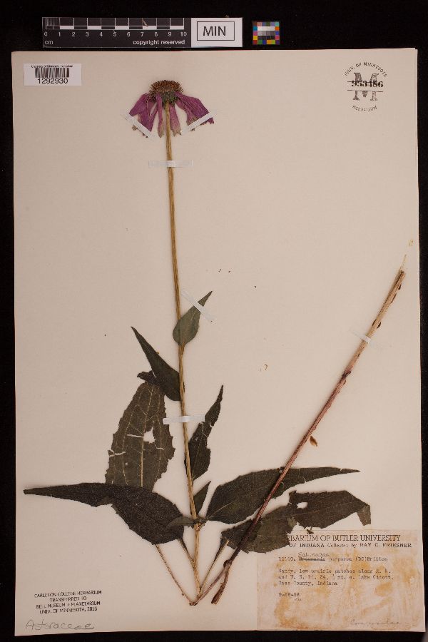 Echinacea purpurea image