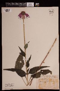 Image of Echinacea purpurea