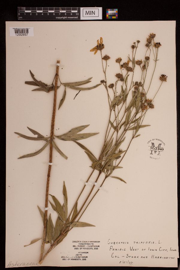 Coreopsis tripteris image