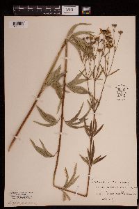 Coreopsis tripteris image