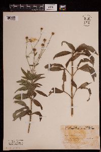 Coreopsis tripteris image