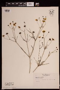 Coreopsis tinctoria image