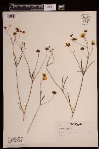 Coreopsis tinctoria image