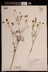 Coreopsis tinctoria image
