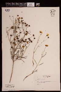 Coreopsis tinctoria image