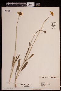 Coreopsis lanceolata image