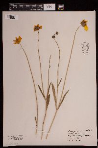 Coreopsis lanceolata image