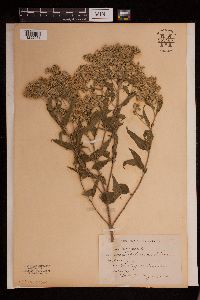 Eupatorium serotinum image