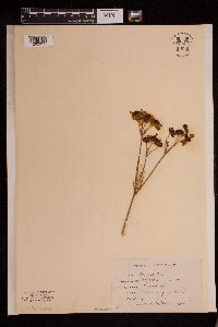 Coreopsis tinctoria image