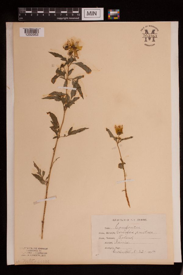 Bidens aristosa image
