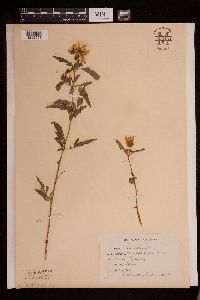 Image of Bidens aristosa