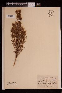 Dyssodia papposa image