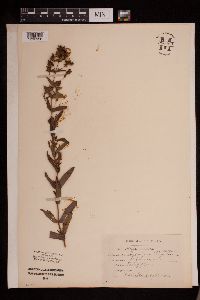 Hypericum punctatum image