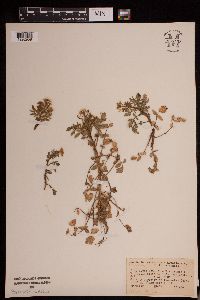 Nasturtium officinale image