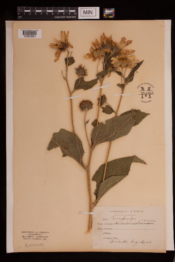 Helianthus mollis image