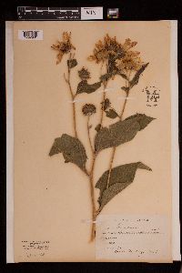 Image of Helianthus mollis