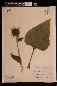 Helianthus annuus image