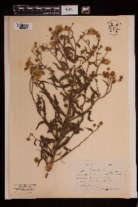 Helenium flexuosum image