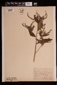 Media resource of Cynoglossum morisonii