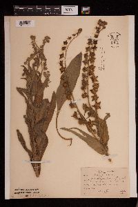 Cynoglossum officinale image