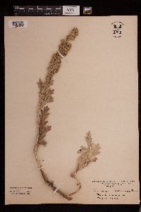 Artemisia stelleriana image