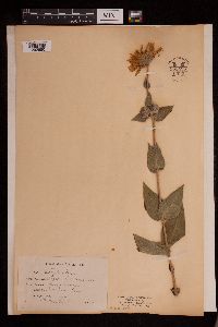 Helianthus mollis image