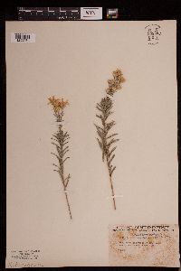 Ionactis linariifolia image