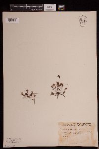 Drosera intermedia image