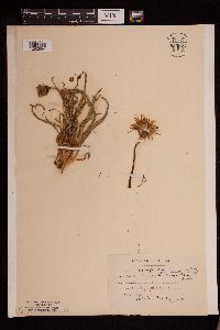 Nothocalais cuspidata image