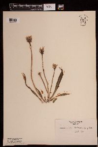 Nothocalais cuspidata image