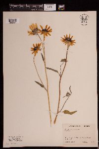 Helianthus petiolaris image