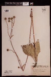 Helianthus occidentalis image