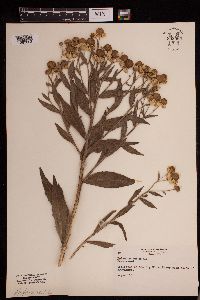 Helenium autumnale image