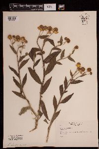 Helenium autumnale image