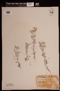Gnaphalium uliginosum image