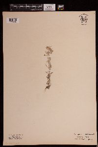 Gnaphalium uliginosum image