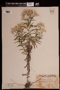Pseudognaphalium obtusifolium image