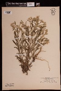 Pseudognaphalium obtusifolium image