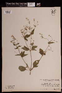 Galinsoga parviflora image