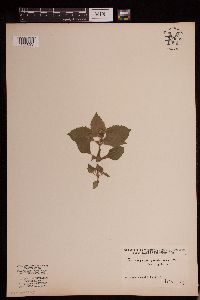 Media resource of Galinsoga quadriradiata