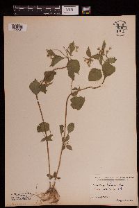 Galinsoga parviflora image